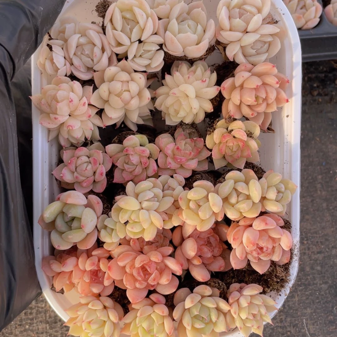 我们的生活方式是什么037