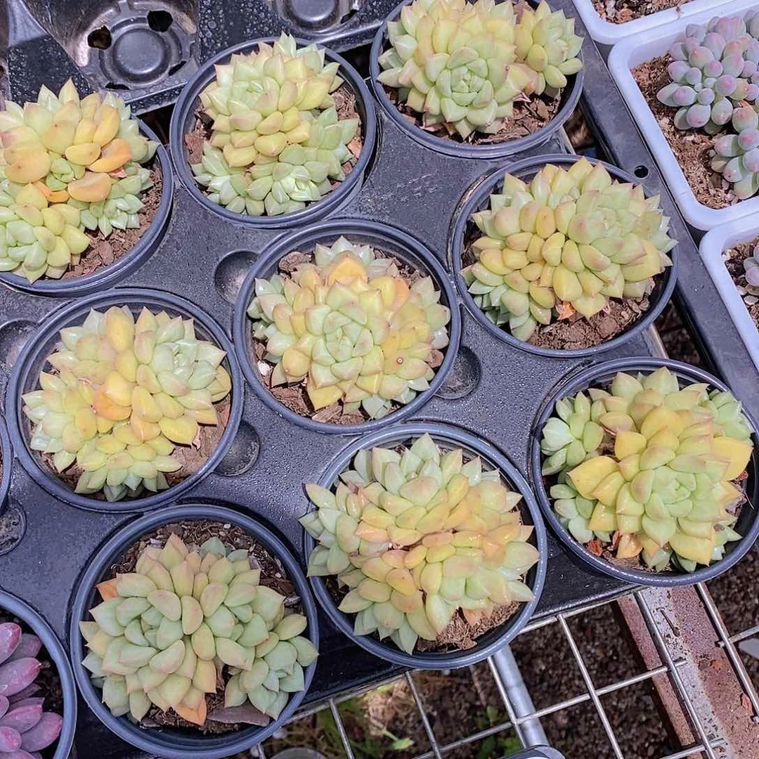 0610- 大黄金象牙三头福利一颗 量拍