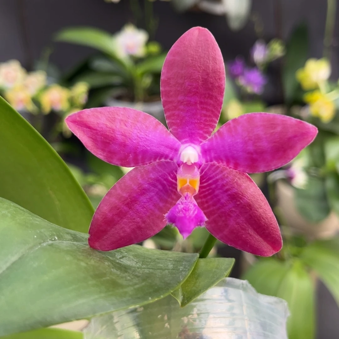 完全开放2.8寸大花路德开花株