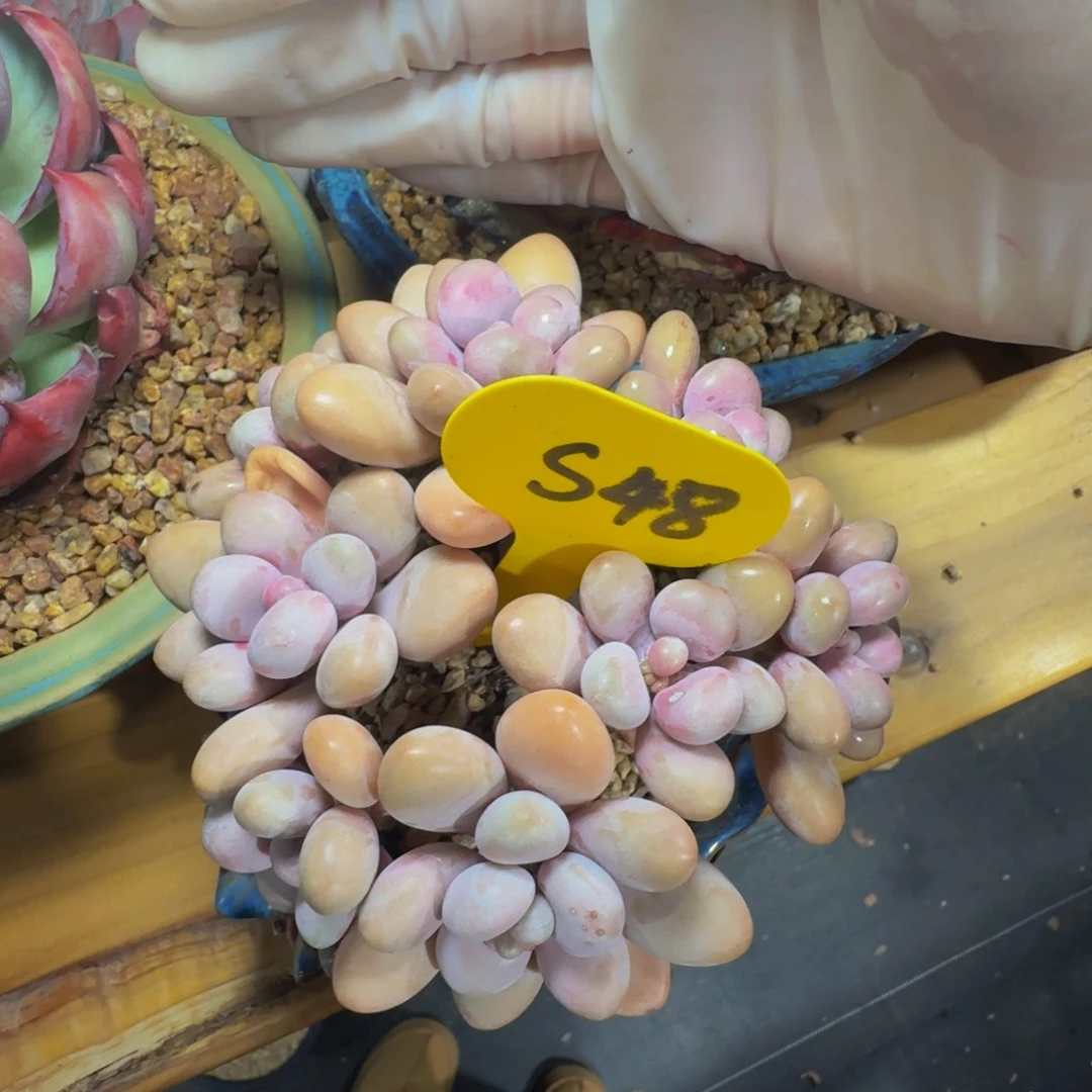 s s s s s s s s s s 48