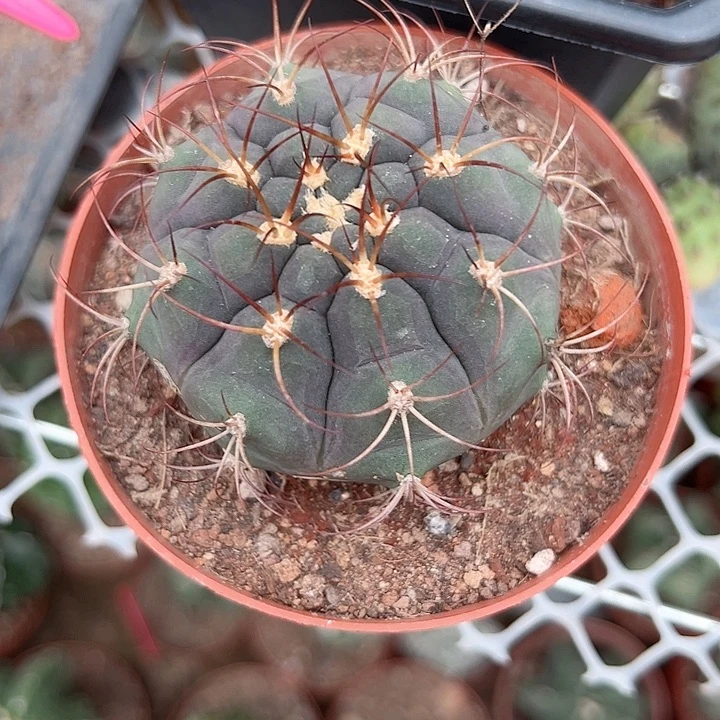 拐***牛恭喜发财。