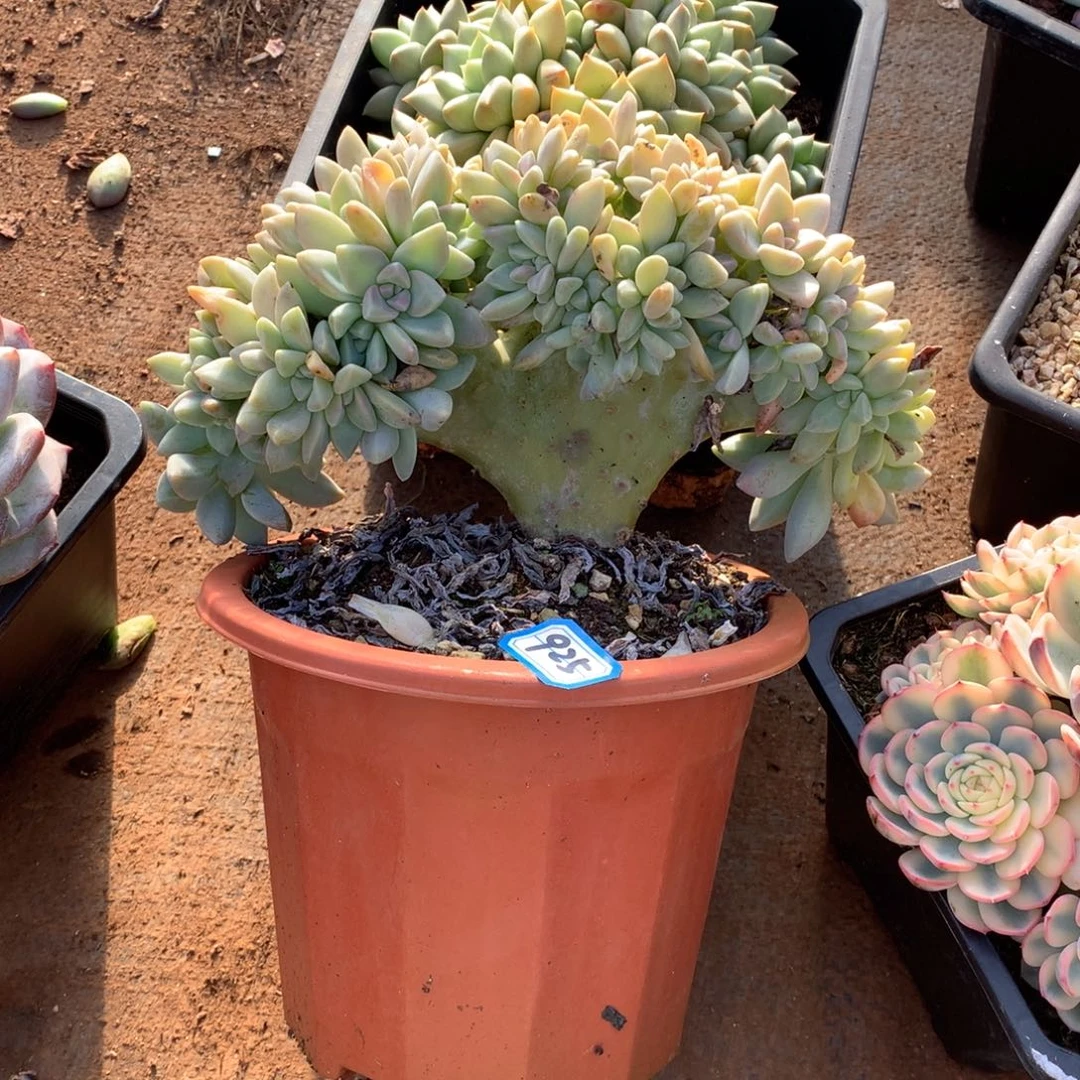 925淡雪缀 一物一拍多肉