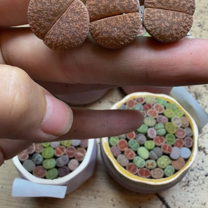 多肉植物的生长发育49