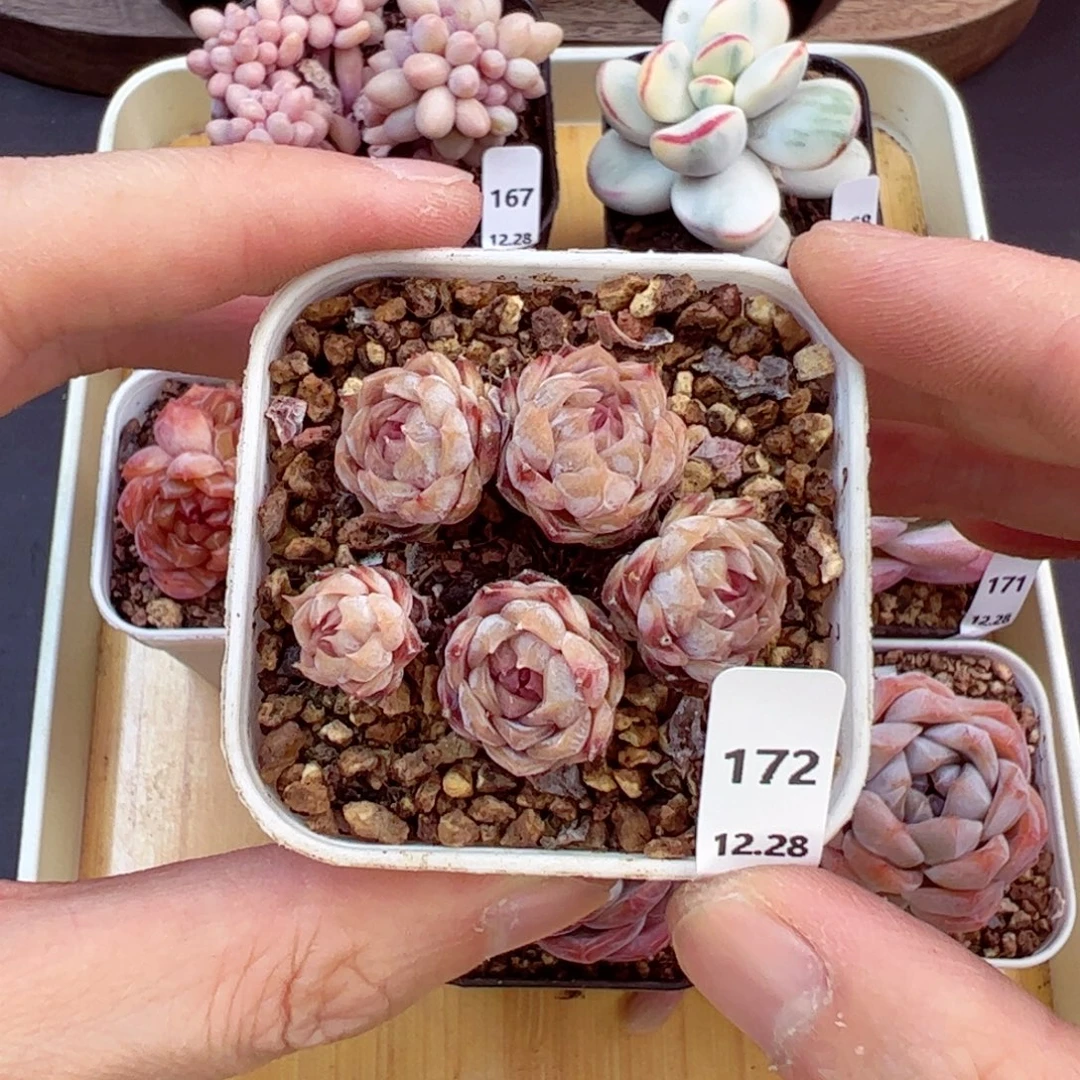 好好看172、哈哈哈哈