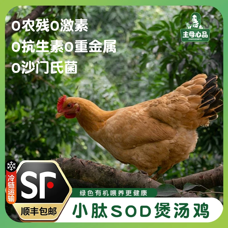 【小肽SOD煲汤鸡】广西大山附近白切鸡养鸡450天散养老母鸡土鸡