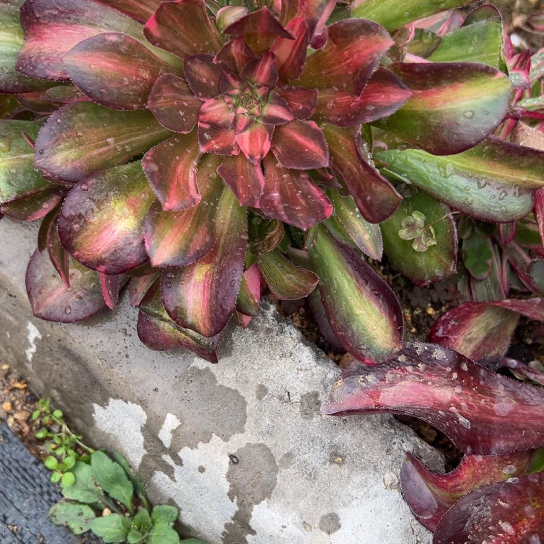 85流星雨多肉植物山东