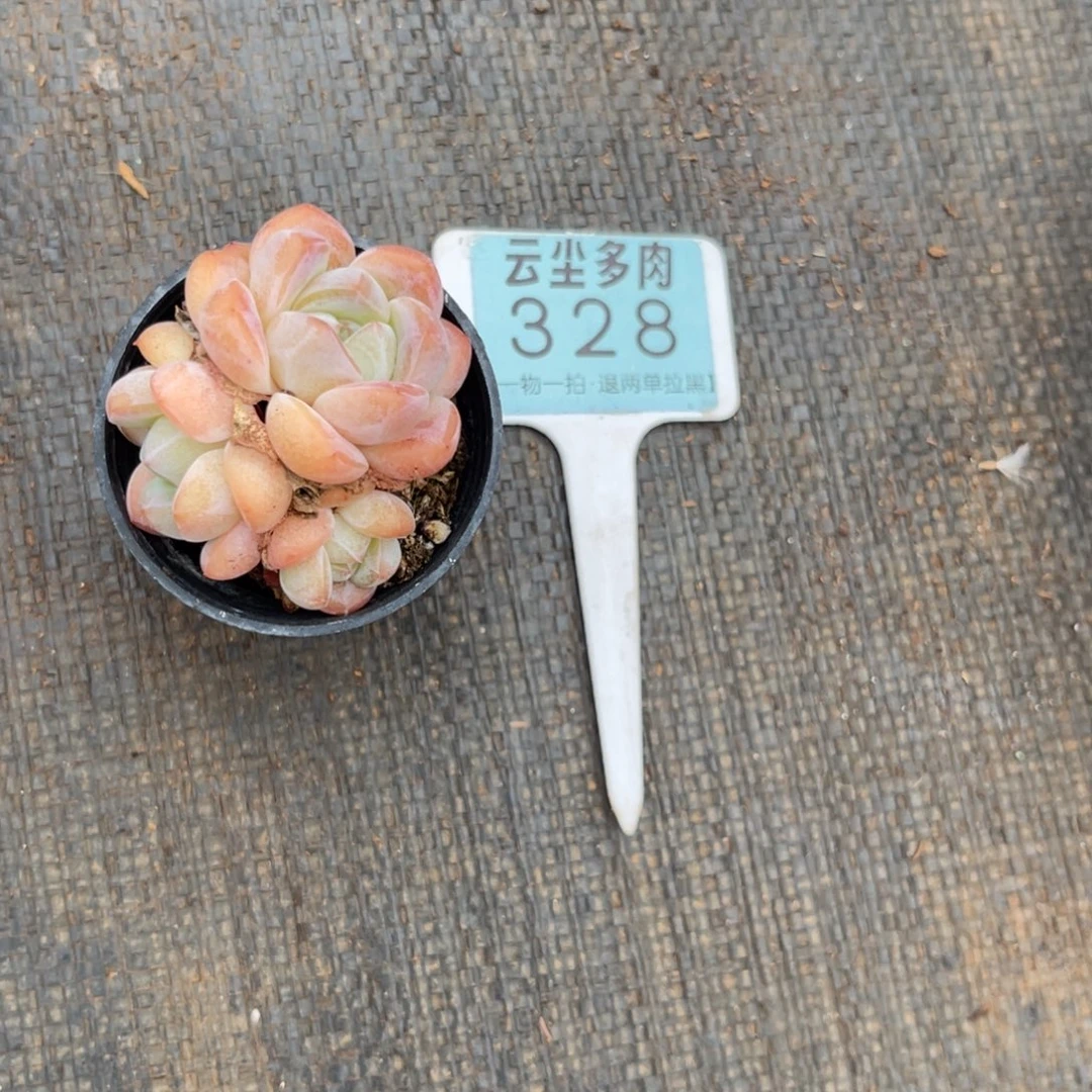 云尘多肉一物一拍328