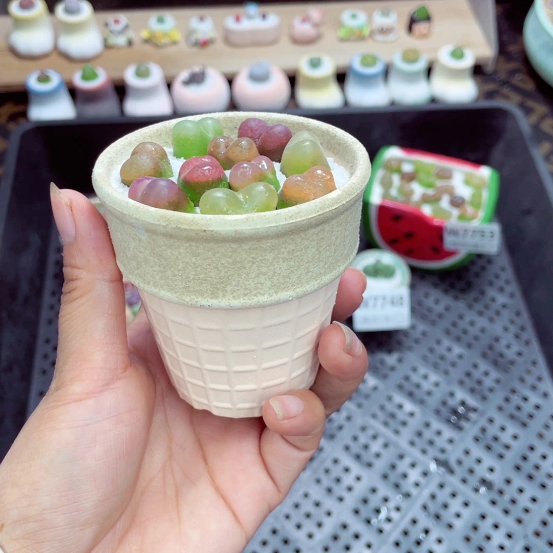 墨***夏w7754盆微瑕 带盆土发货一物一拍