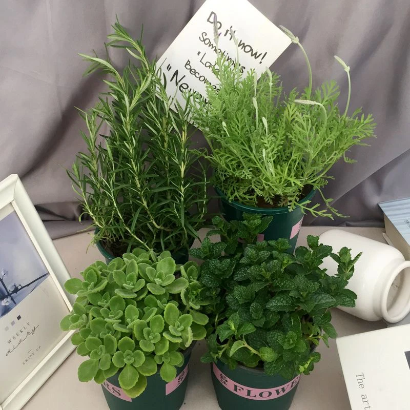 薄荷苗迷迭香碰碰香盆栽留兰香办公室懒人盆栽新手净化空气驱蚊