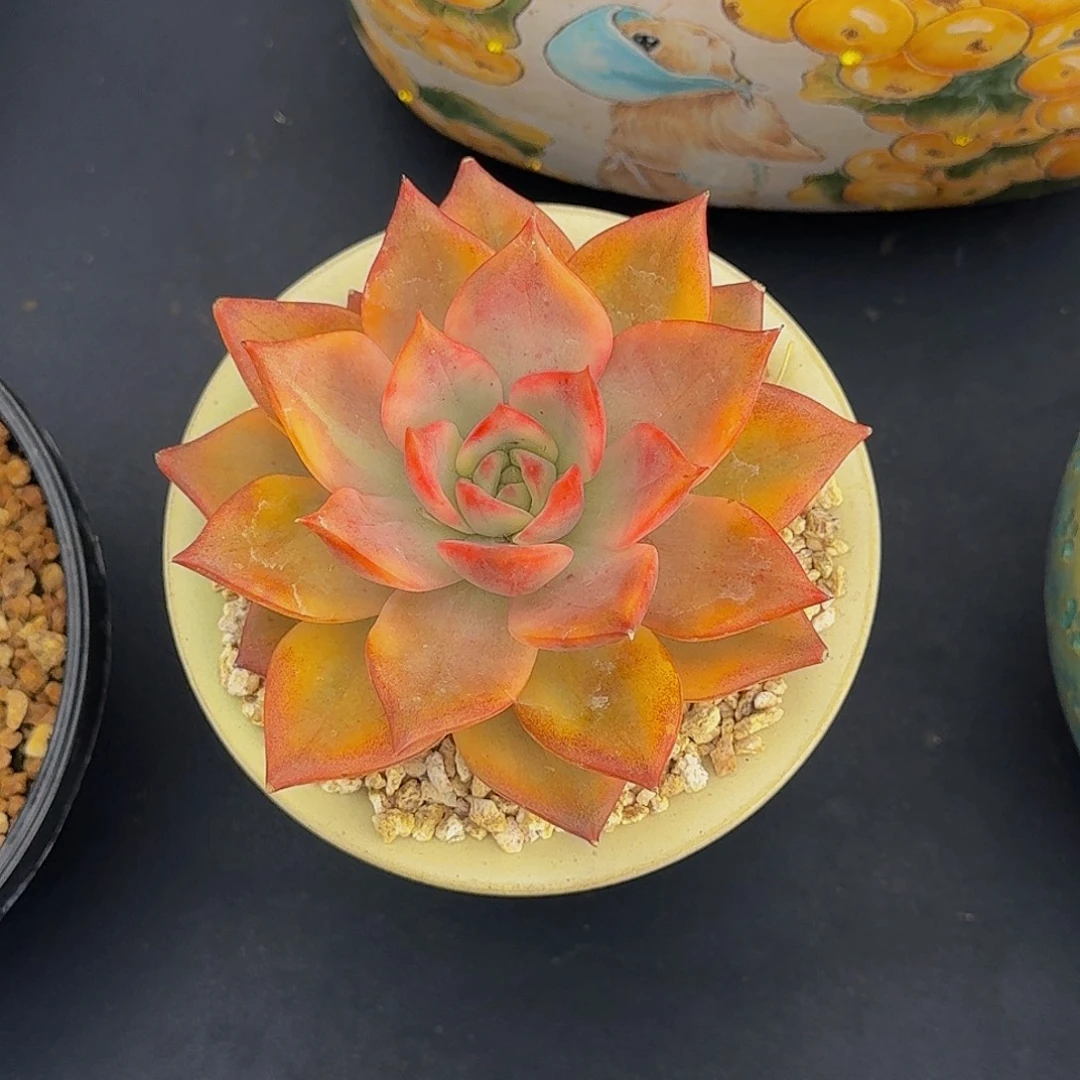 秋美拉 锦 12cm 一物一拍