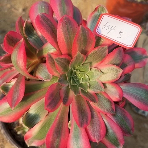 多肉植物粉女郎634
