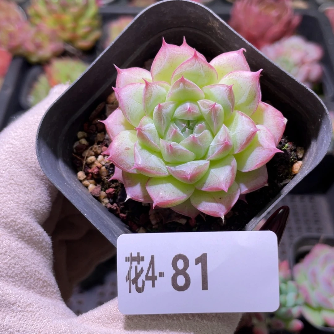 花利美4-81麦秆单头