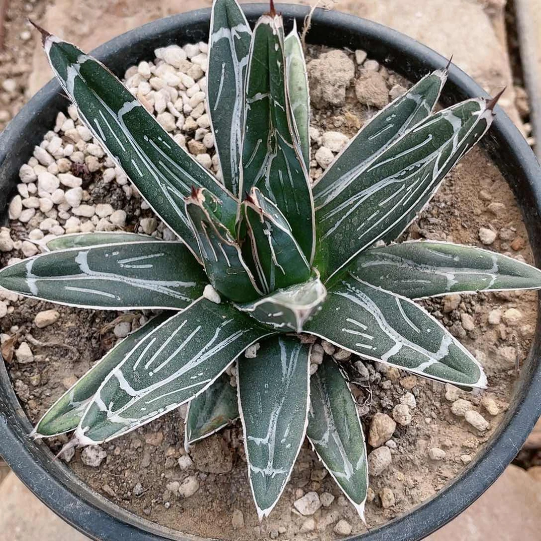 悟维多利亚女王小颗龙舌兰包邮