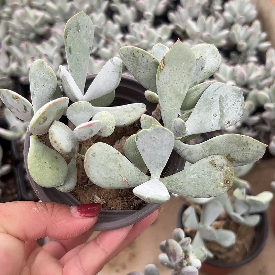多肉植物多肉植物