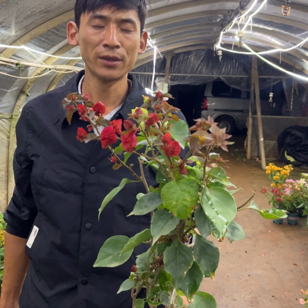 完全开放（哪吒）三角梅会落花落叶会光杆苗有大有小