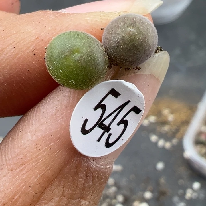 545号11111111111111111