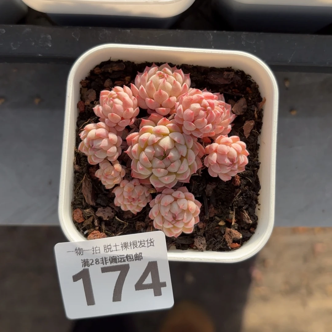 小粉梅无盆土发货