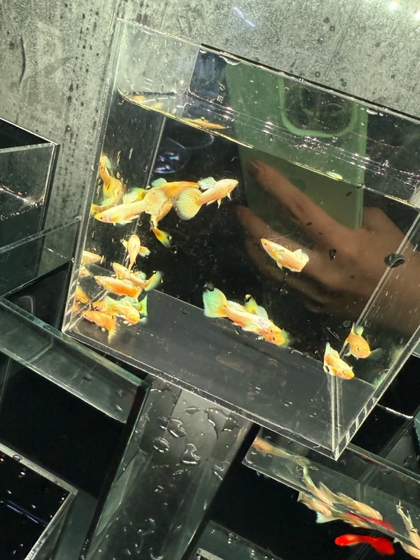 满麟黄金亚成孔雀鱼