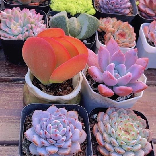 唐印➕奥普➕星星橙➕白胖子