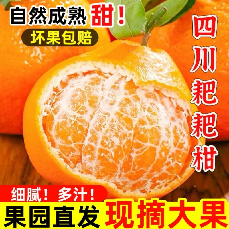 四川眉山蒲江春见耙耙柑脆甜爆汁现摘现发新鲜水果孕妇水果a级