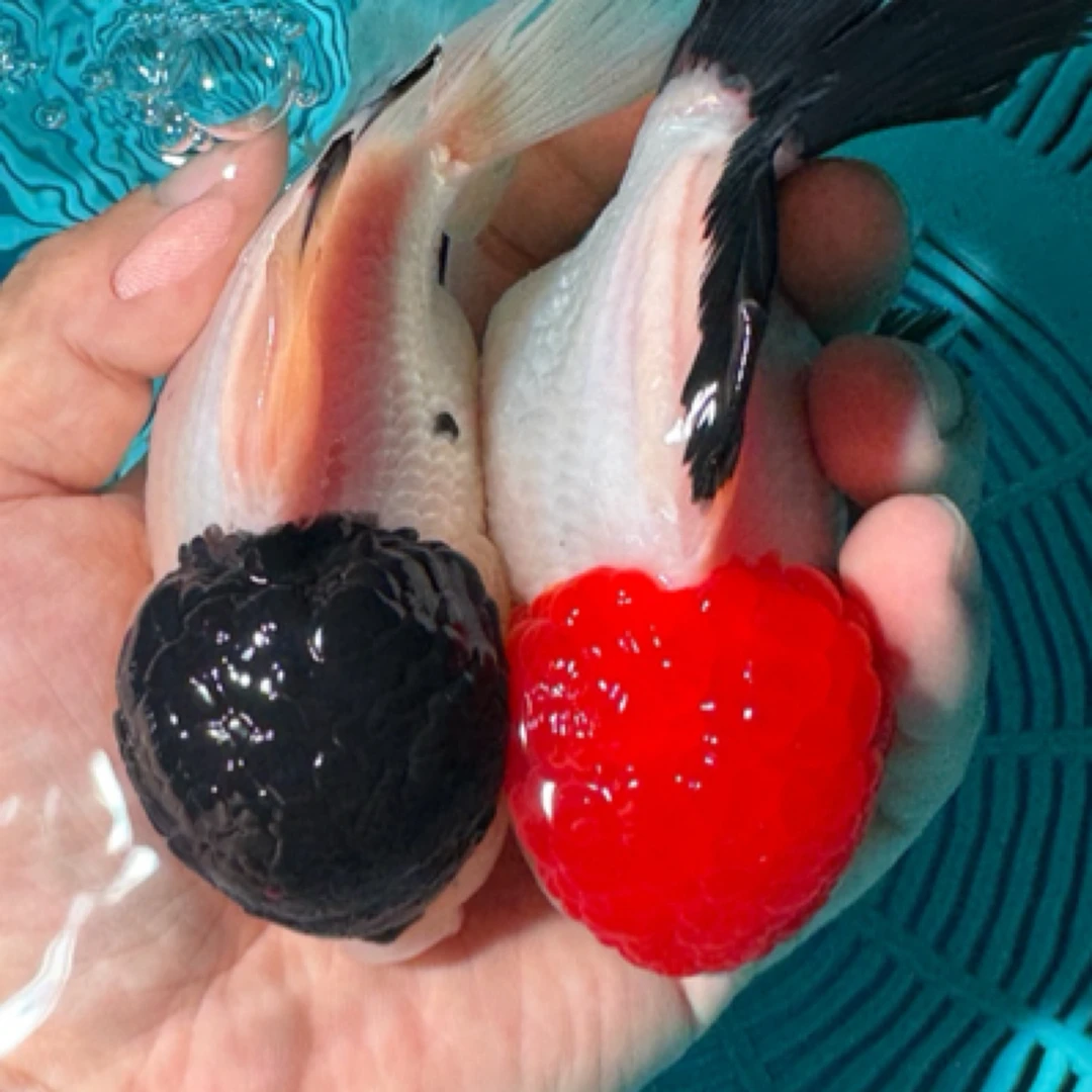 活体观赏鱼冷水鱼淡水鱼精品小型金鱼