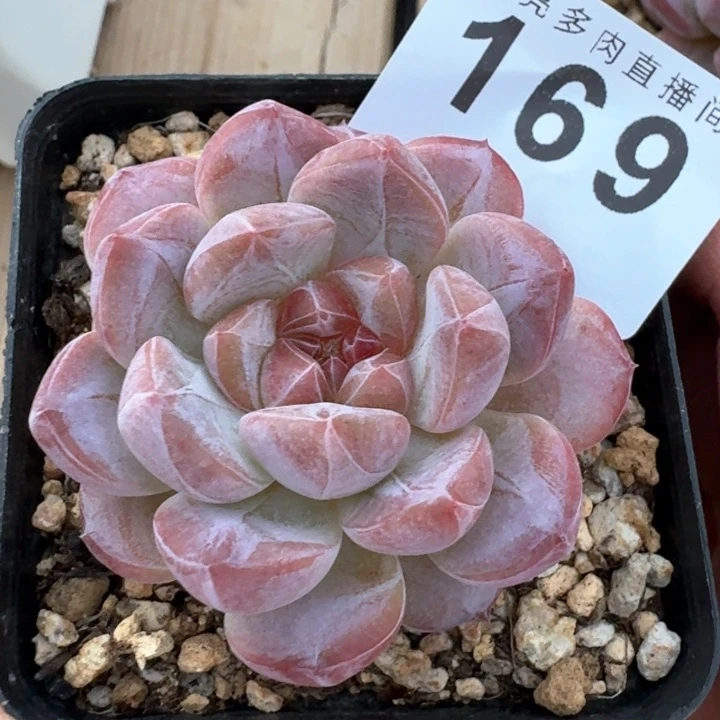 黛玉冰魄福利捡漏