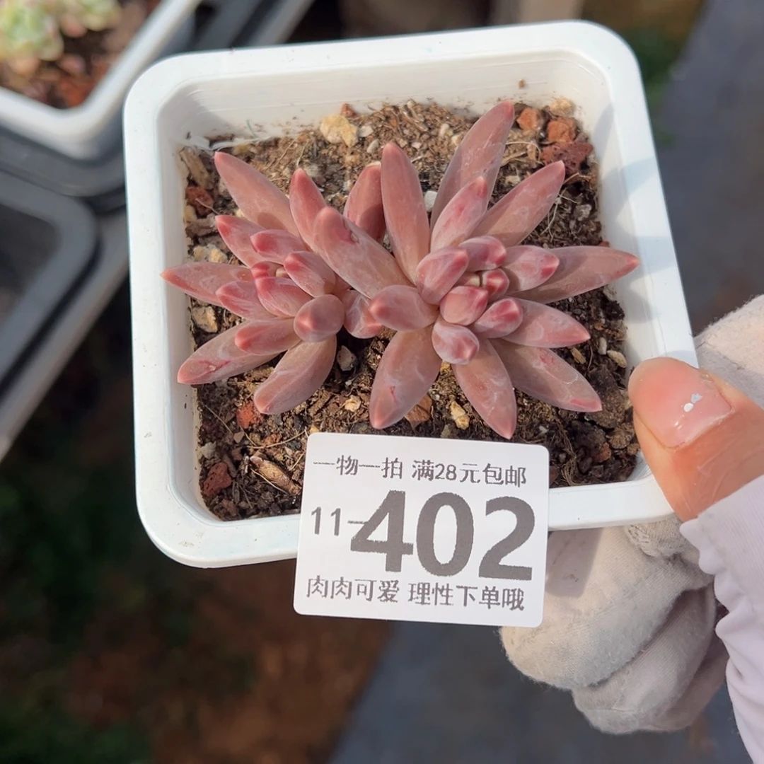 伊卡鲁斯多肉多肉多肉多肉