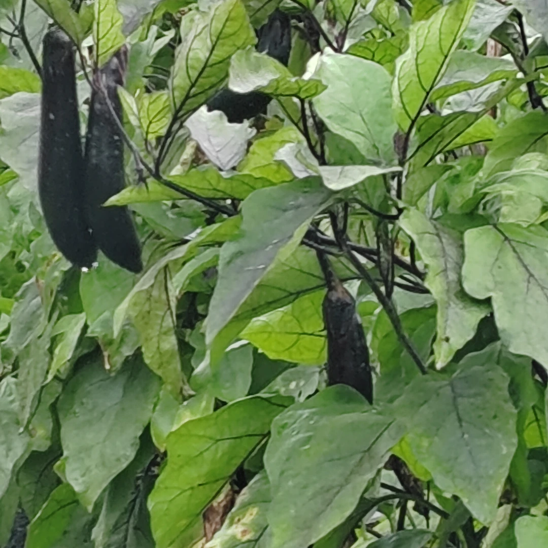 东北黑龙江紫把茄子