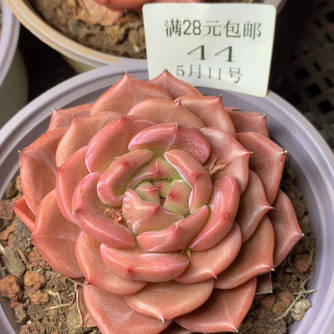 【闪购商品】云44号