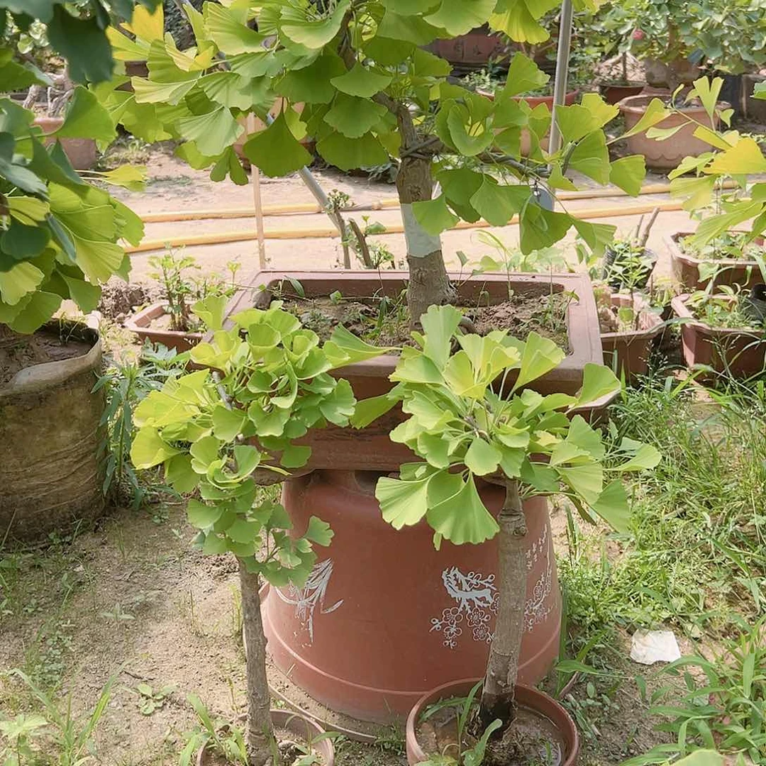 无花朵银杏树盆景老桩金叶银杏
