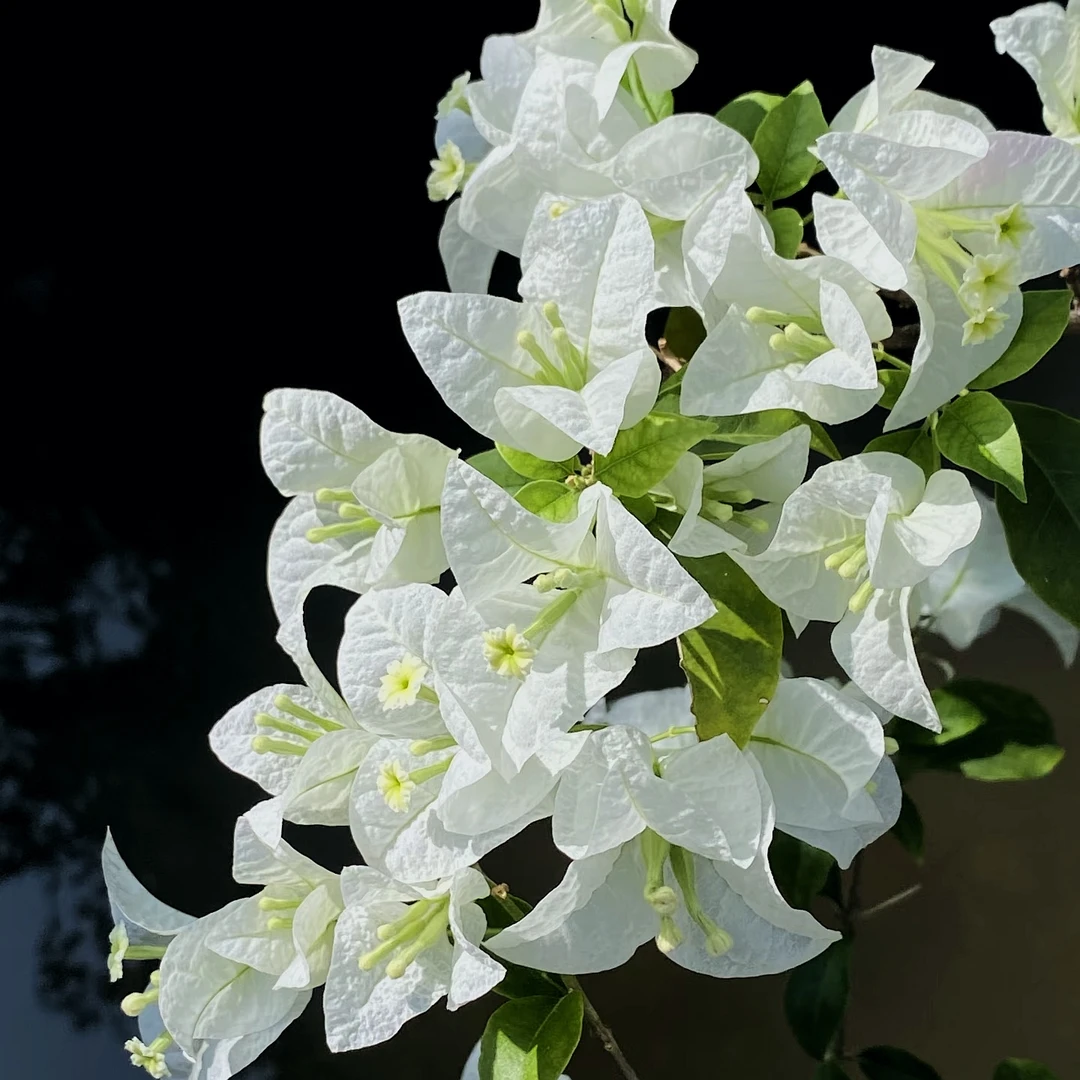 大苗【白雪公主】绿白转纯白，易爆花，花量大品种三角梅