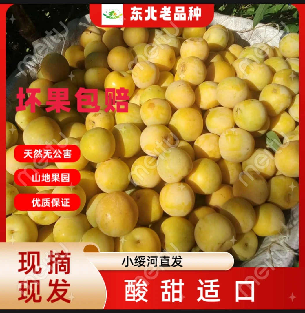 东北吉林小绥河晚熟品种小黄干核李子干碗离核 现摘现发