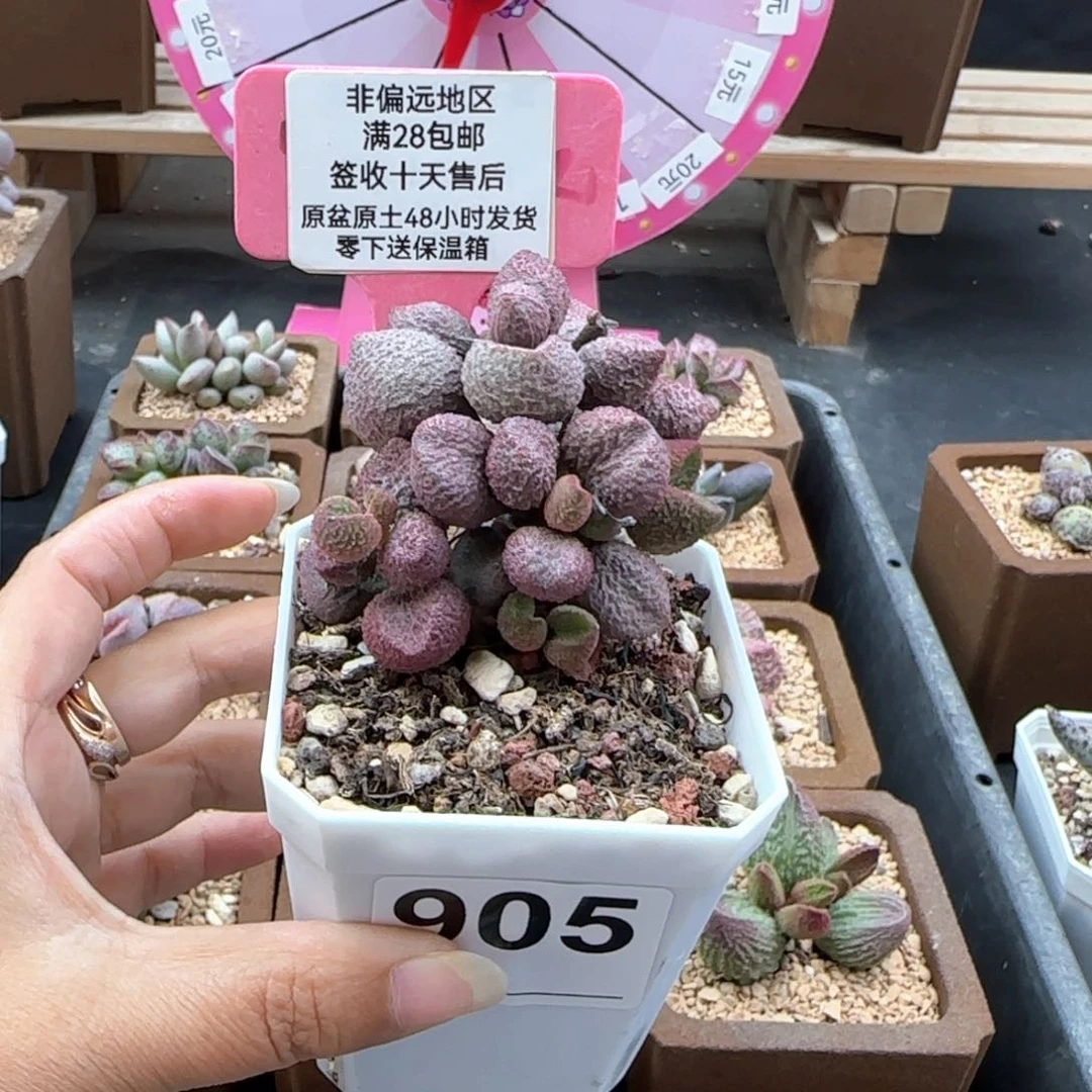 905水蜜桃多肉植物