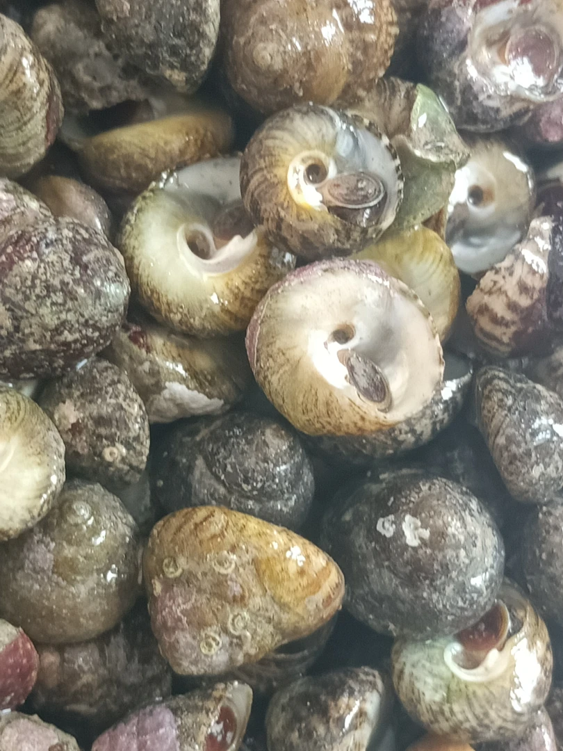 田横岛手拣中小号盘螺，塔螺，偏腚螺（中小号通货有5%左右掉水）