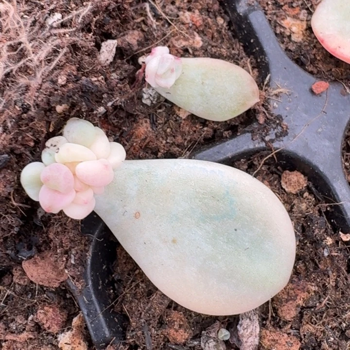 一组价格一物一拍
