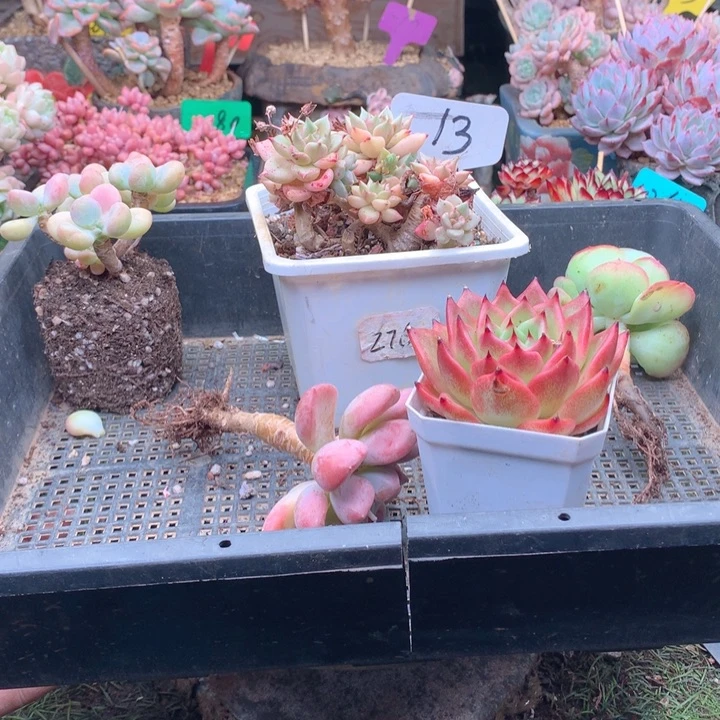 ****婷无花朵多肉植物一物一拍13五棵