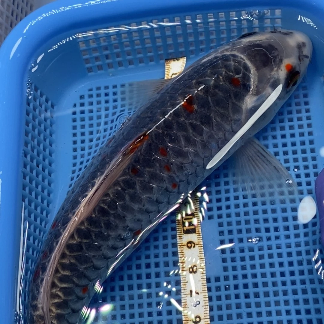 锦鲤冷水锦鲤包邮