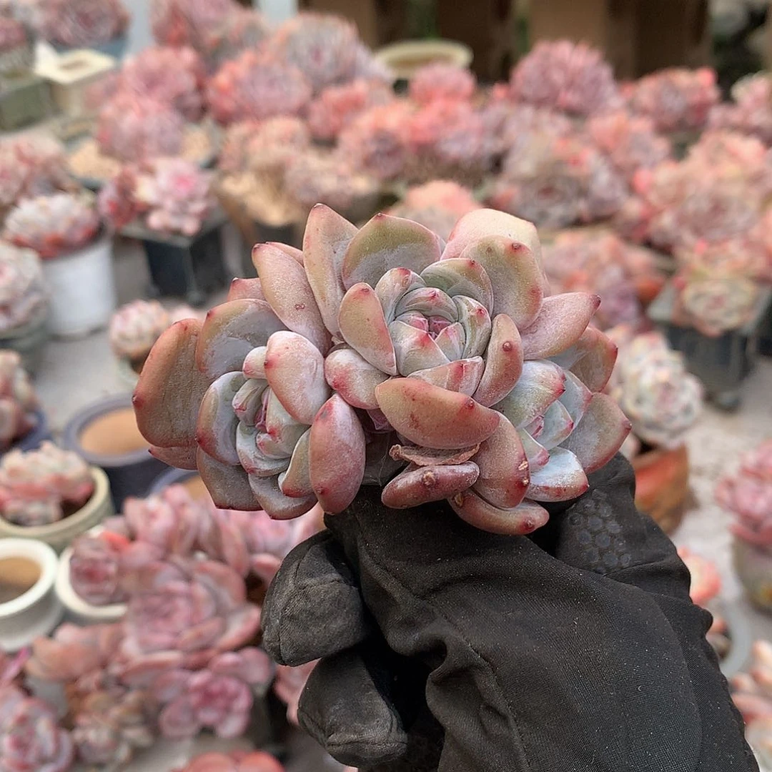 花花花花花花花花花