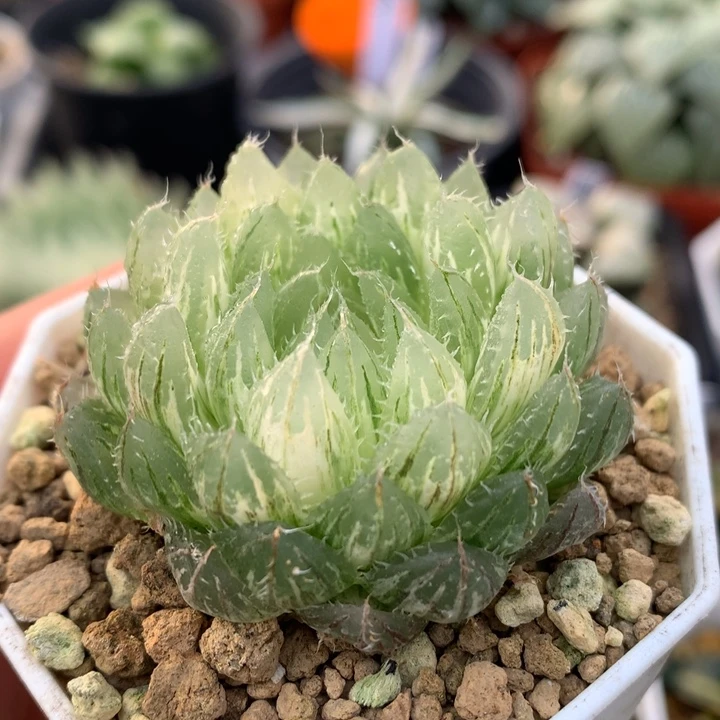 翠云玉露锦，带盆一起