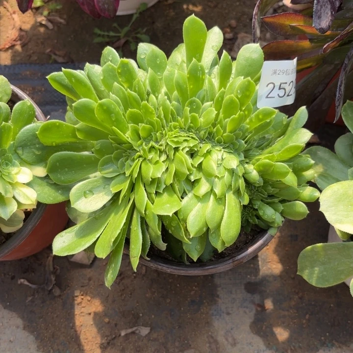 绿羊绒坠多肉法师2529