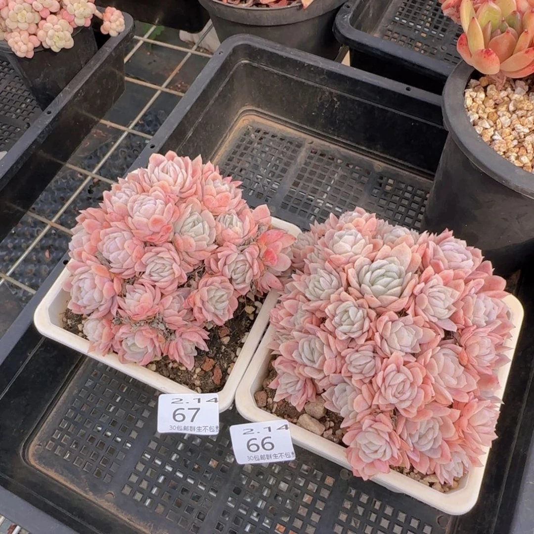 我***底冰片锦两盆脱土发货