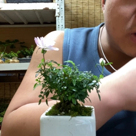 红陶一物一拍所见即所得238