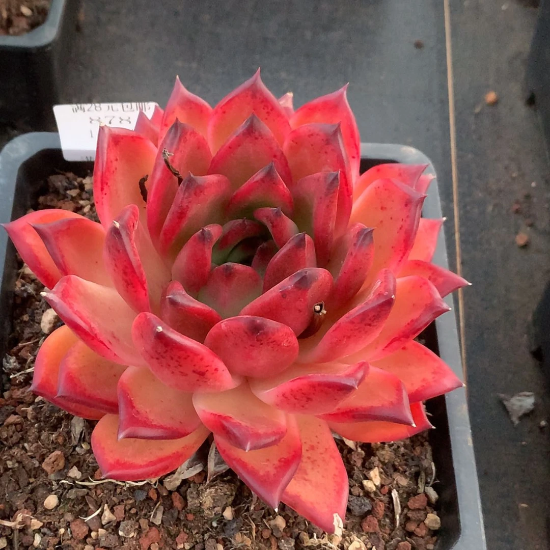 【闪购商品】云878号15厘米