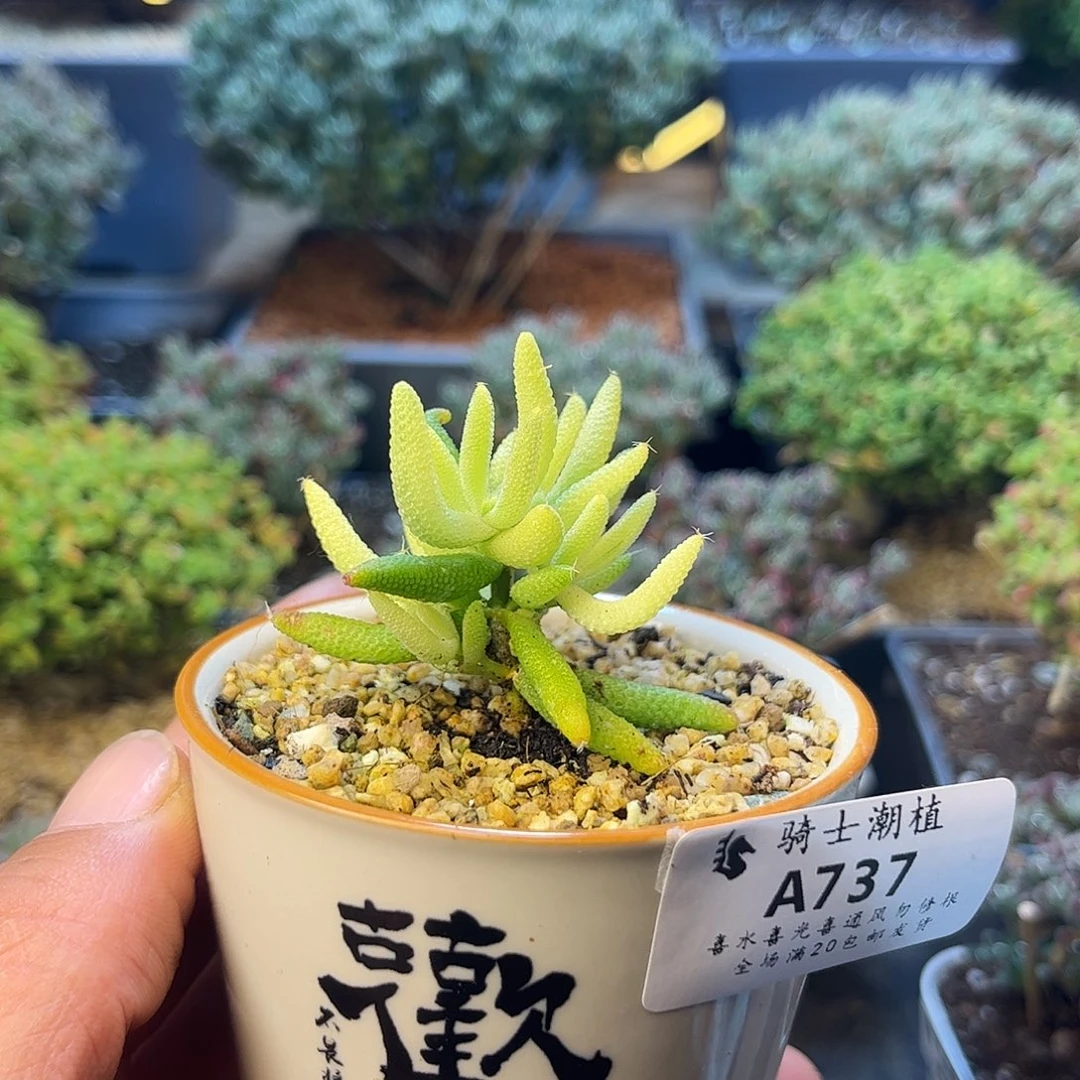 737玉米锦枝干番杏