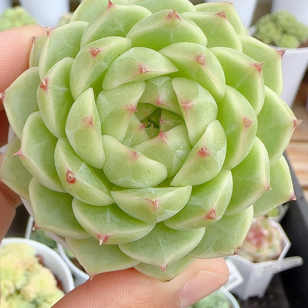 【闪购商品】0925-82包子麦杆