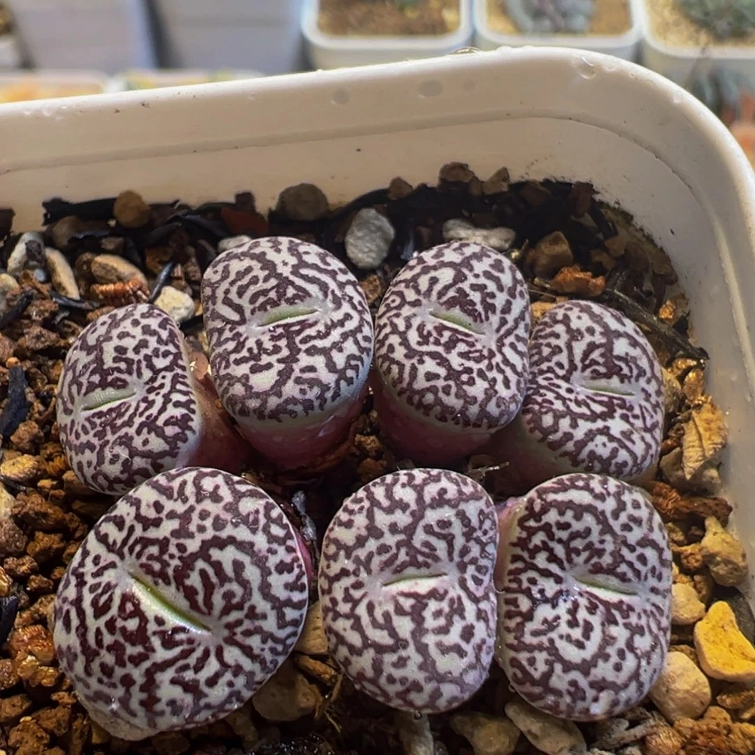 140多肉植物百科知识