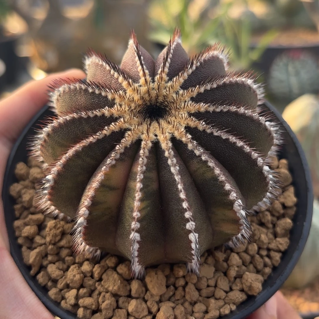 完全开放紫皮优伯球锦