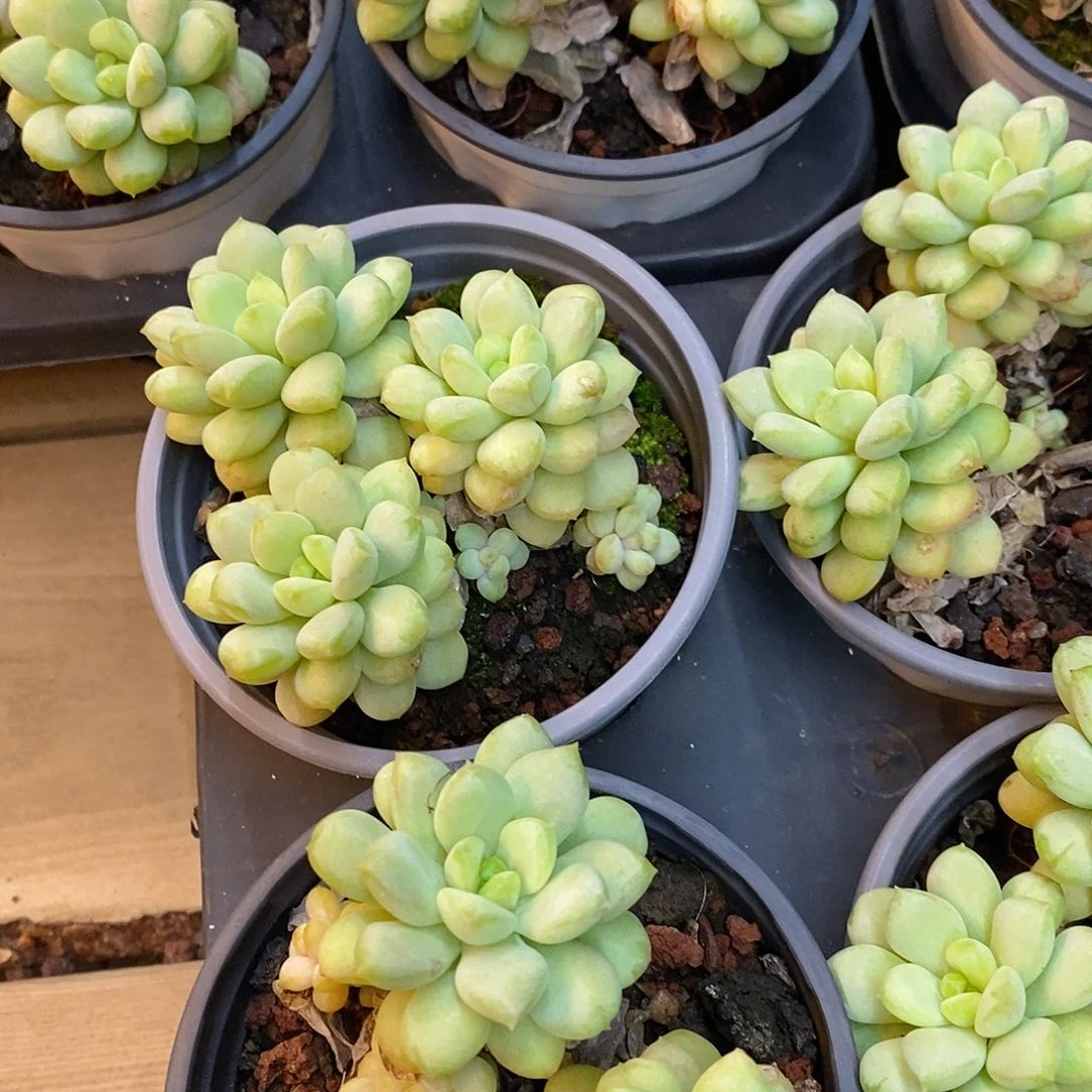 团。阳光玫瑰。福利多多