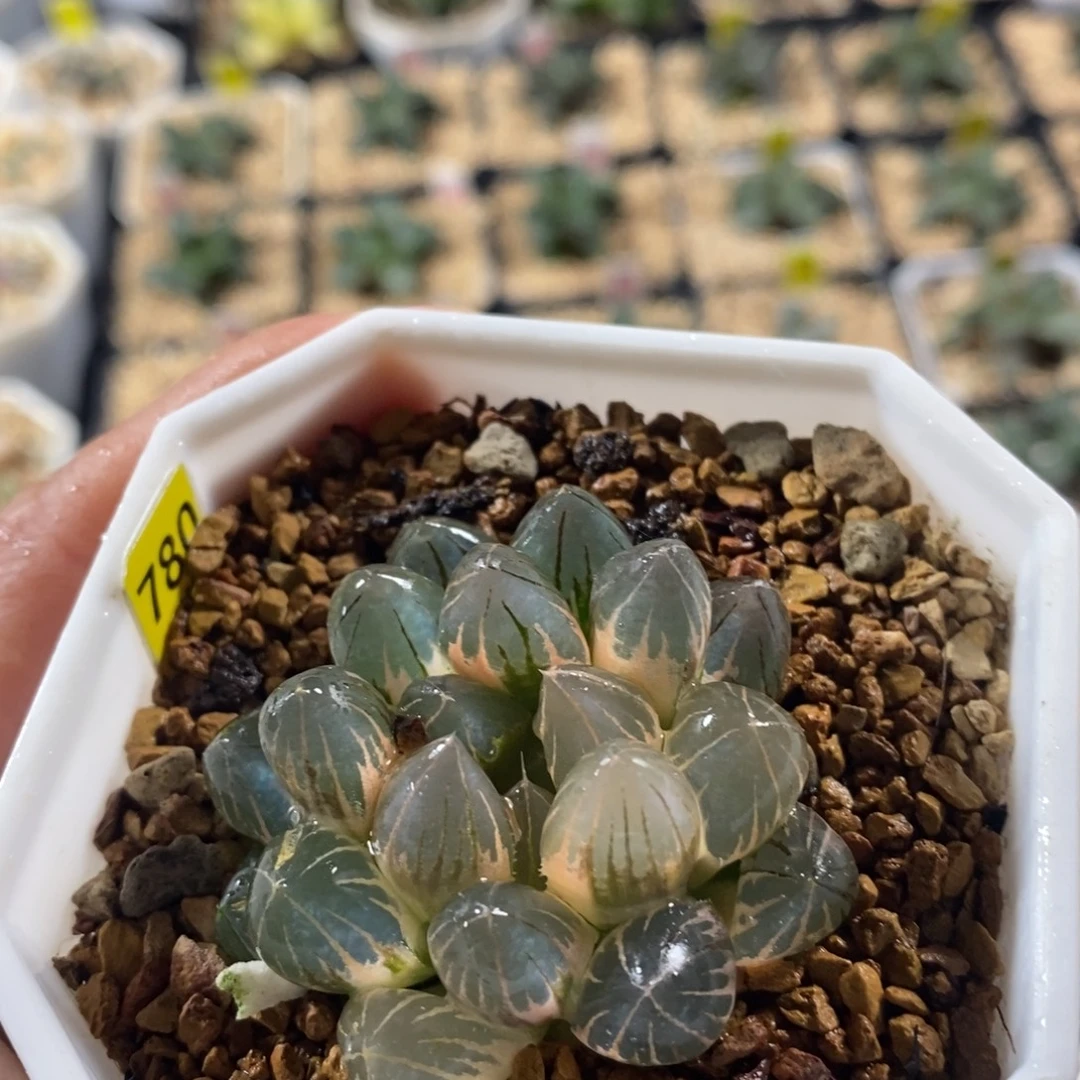 不开花植物780霓虹灯十二卷