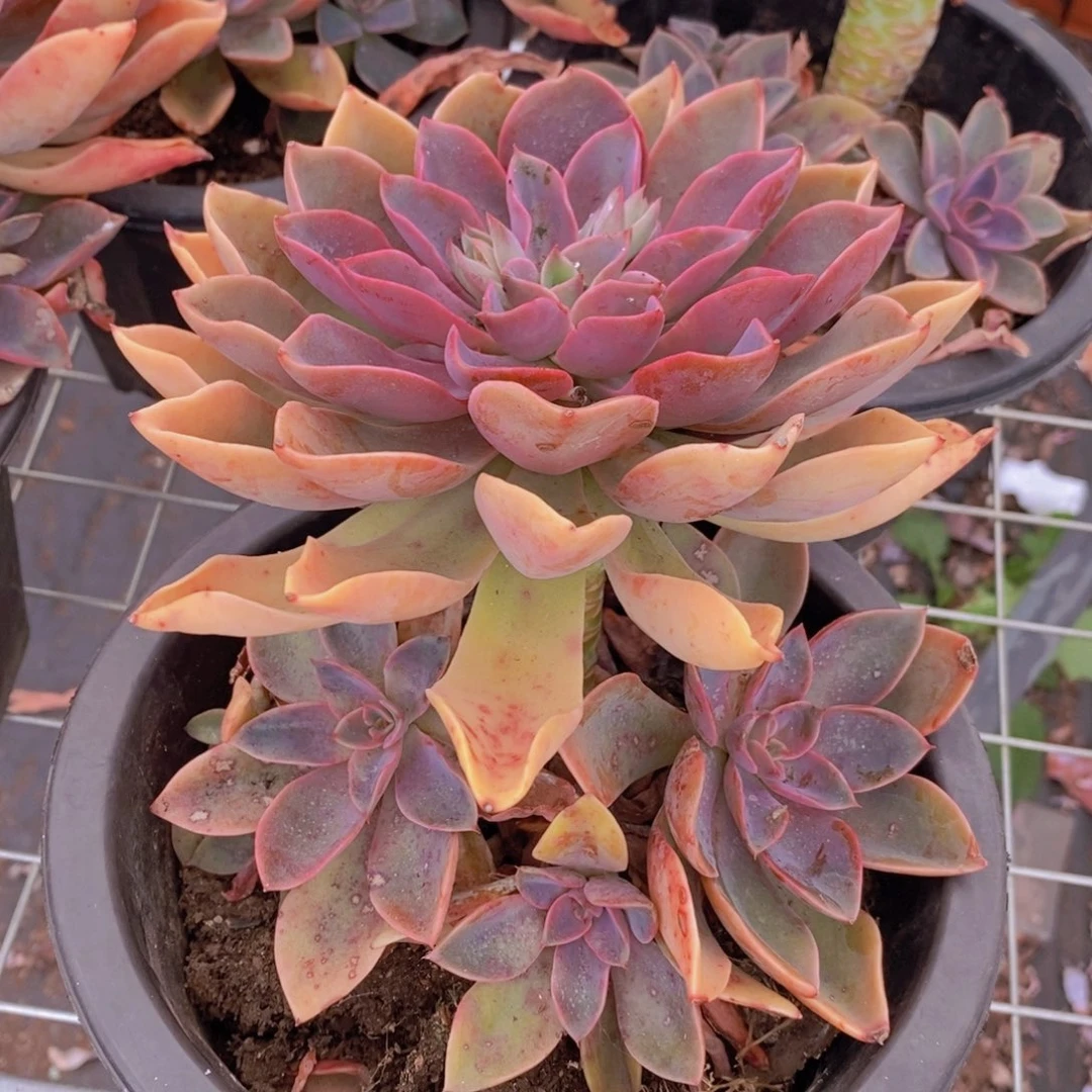 紫气东来大单头带崽老桩